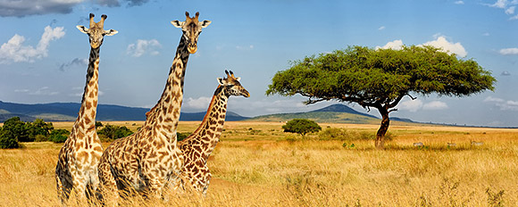 Verbinden Sie spannende Safaris mit Bilderbuchstränden
