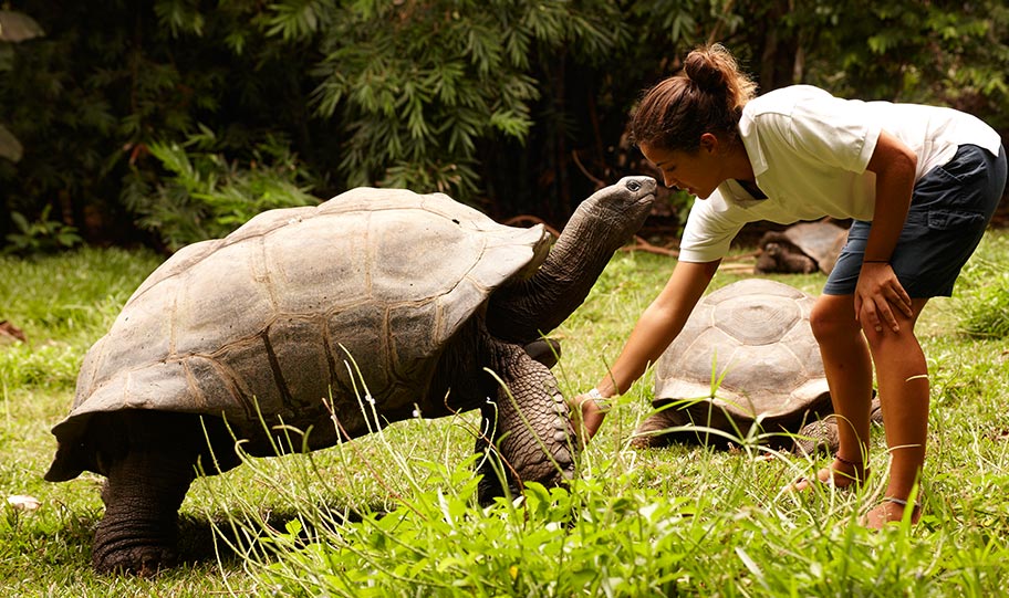 Aldabra Riesenschildkröte Frégate Island Seychellen Aldabra Riesenschildkröte Seychellen