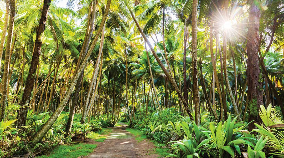 Alphonse Island Natur Urwald Alphonse Island Jungle
