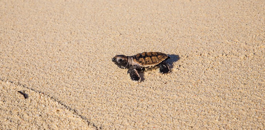 Baby Schildkröte Denis Island Seychellen Babyturtle Denis Island