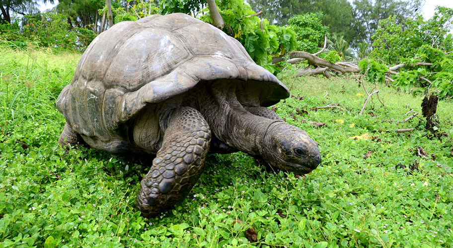 Grösste Schildkröte der Welt Seychellen Schildkröte Bird Island