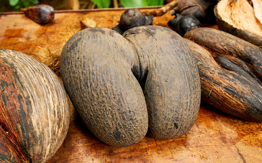 Coco de Mer Praslin Seychelles Coco de Mer Kokossnüsse Seychellen