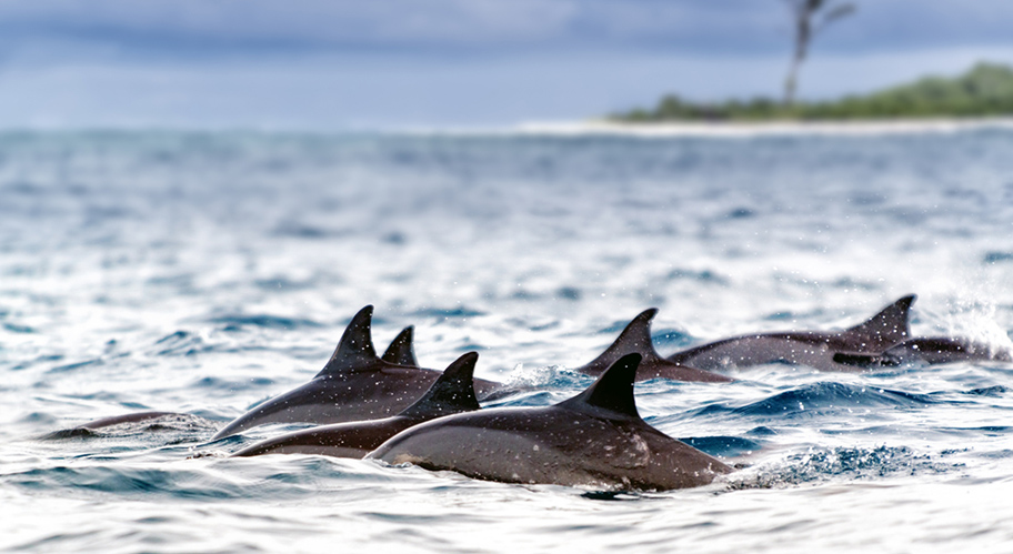 Delfine vor Insel Seychellen