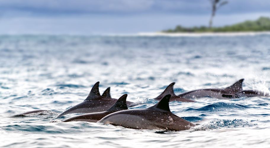 Delfine vor Bird Island Seychellen Delfine vor Insel Seychellen