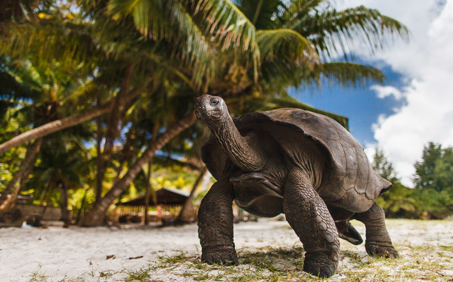 Riesenschildkröte Seychellen Curieuse Island nahe Pralin Riesenschildkröte Curieuse Island Seychelles