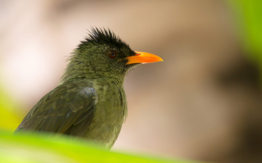 Seychellen Dickschnabel Fluchtvogel Seychellen BulBul Vogel