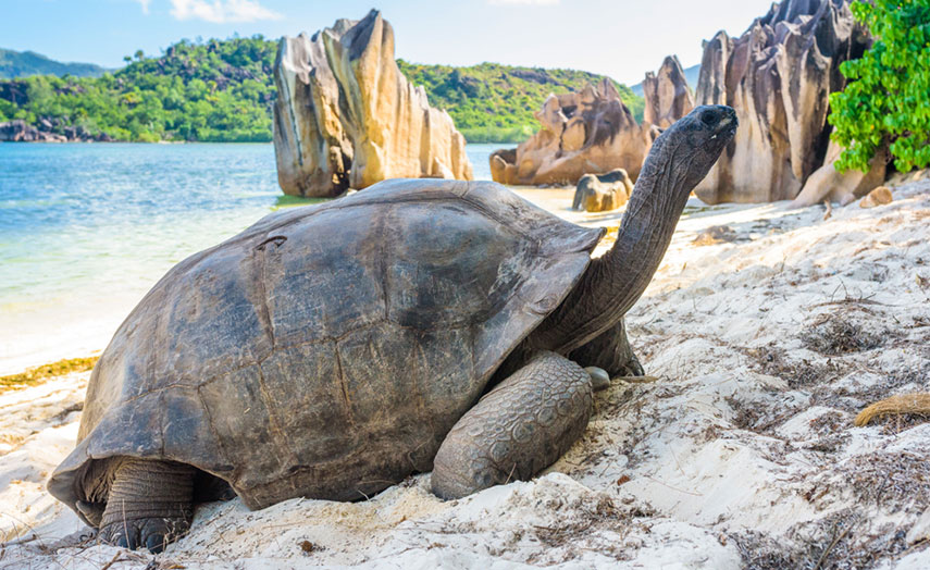 Seychellen Urlaub Schildkröten