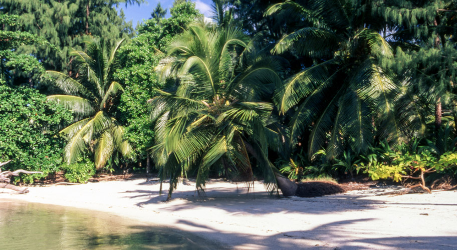 Strand Urwald Insel Cerf Seychellen Jungle Beach Cerf Island Seychelles
