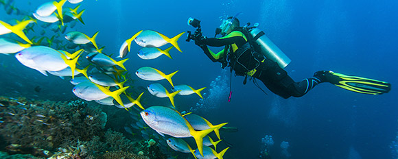 Entdecken Sie den Artenreichtum unter Wasser
