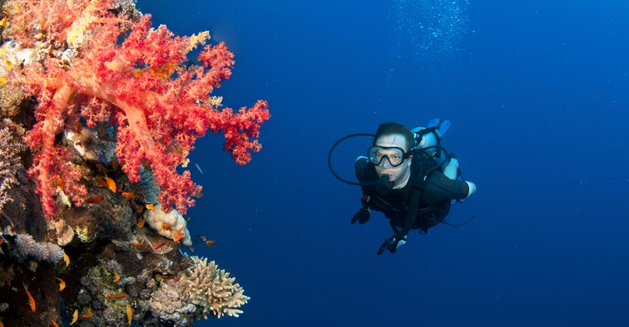 Tauchen auf den Seychellen Korallen