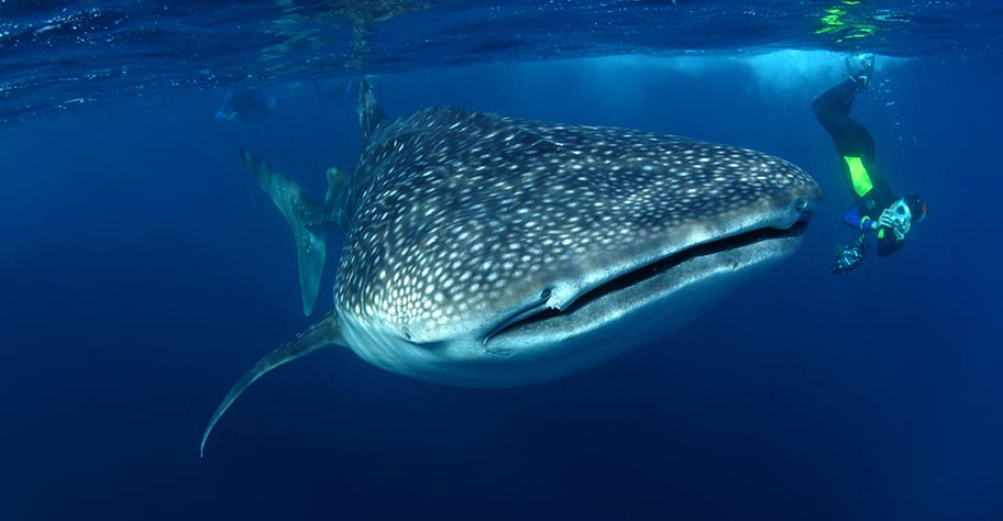 Seychellen Tauchen Tauchreise Walhai