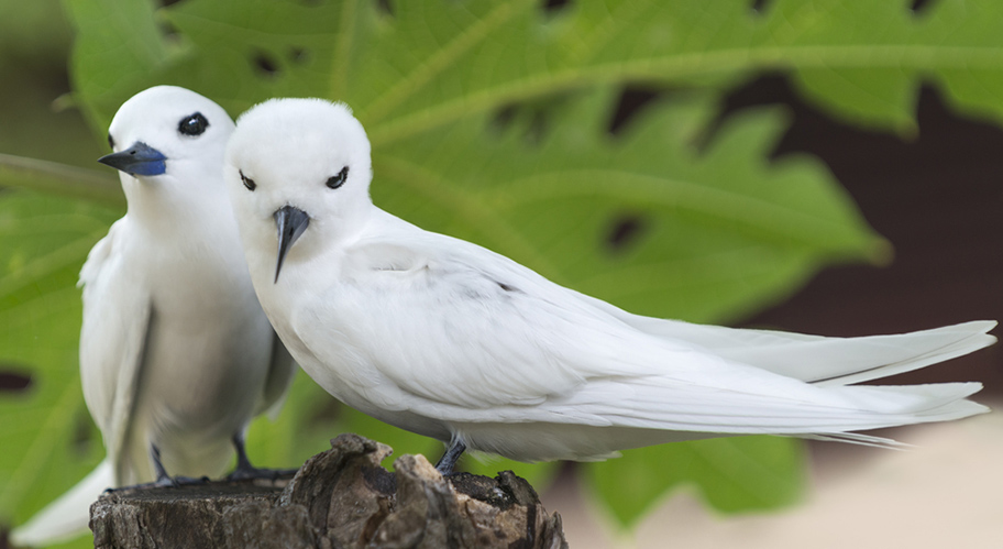 Vögel Bird Island