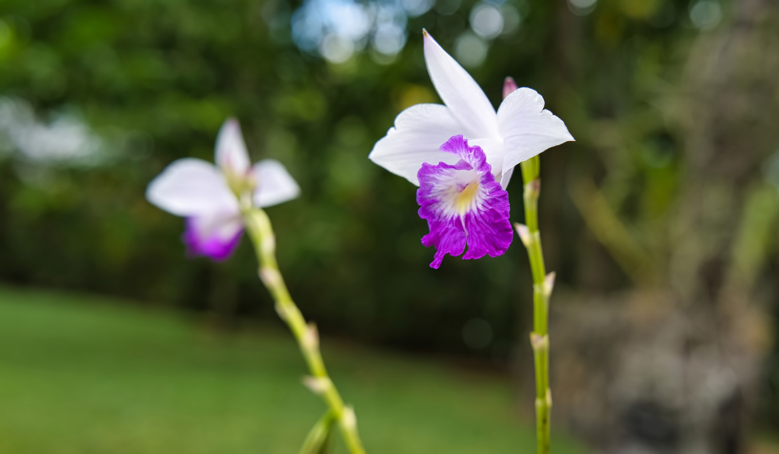 Orchideen auf Platte Island