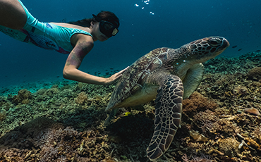 Schildkröte Schnorcheln Seychellen