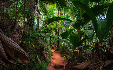 Seychellen Urwald Trekking